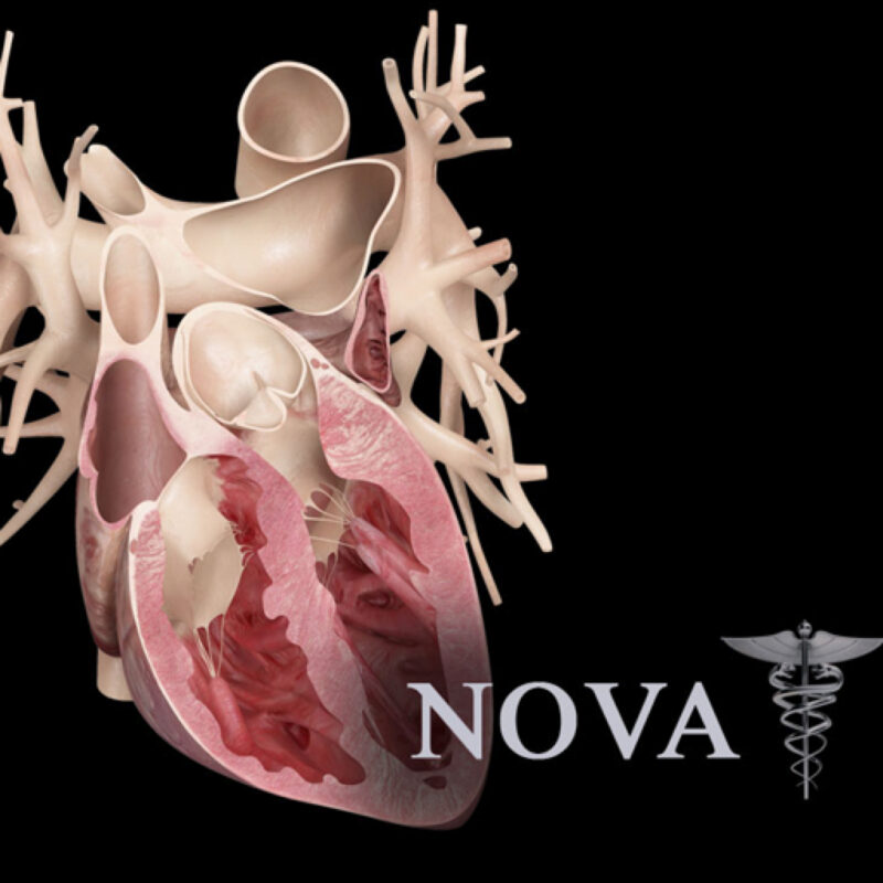 Heart Pro III for Mac(3D心脏模型互动软件)v3.0破解版-87软件库｜绿色软件+破解游戏下载站